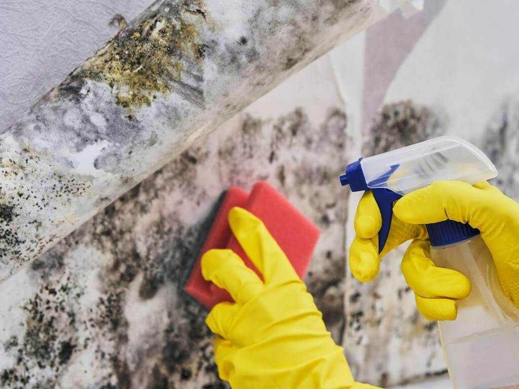 Cleaning Mold Using Sponge & Spray
