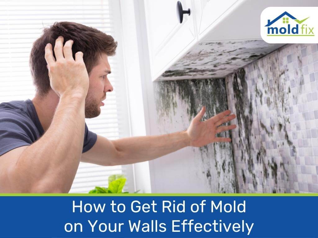 Get Rid of Mold Featured Image