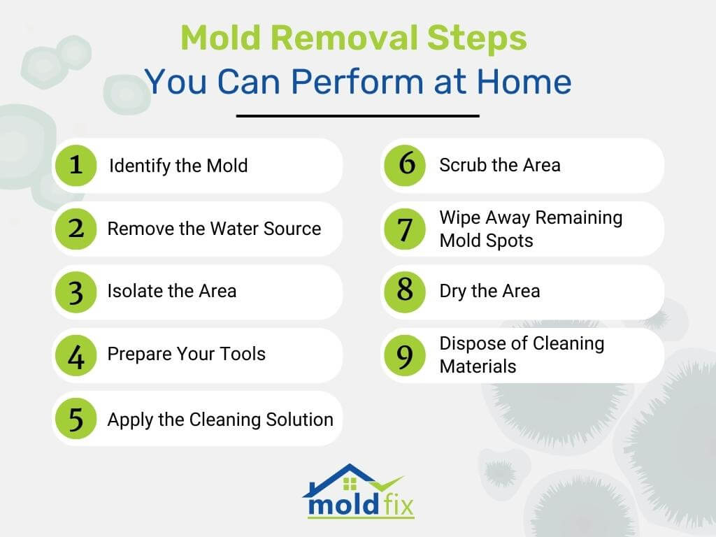 Mold Removal Steps