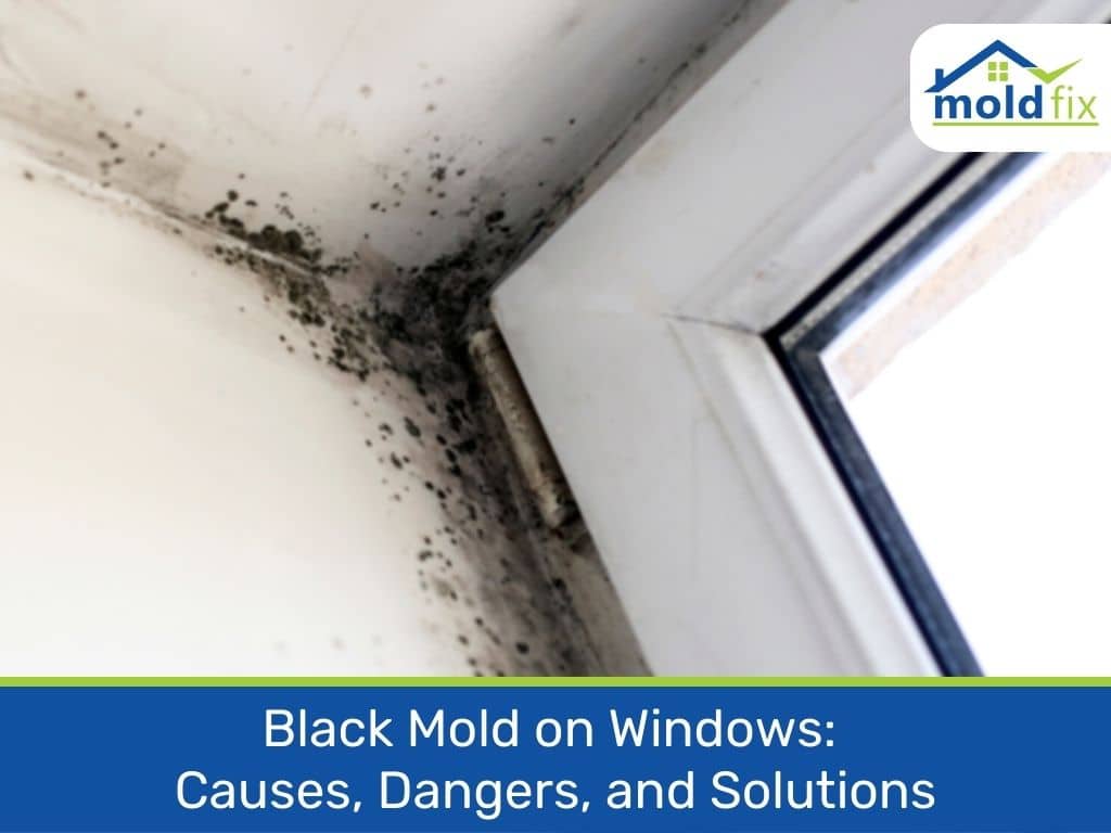 black mold on windows