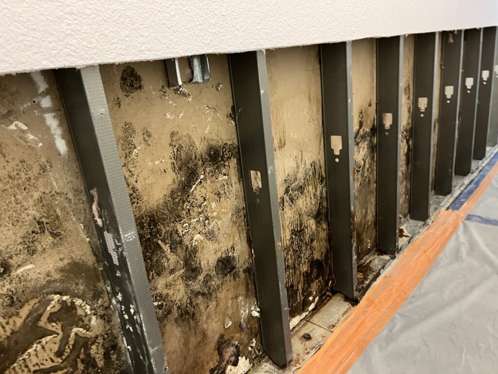 Severe mold infestation on interior wall studs