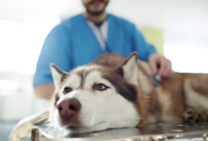 BLACK MOLD EXPOSURE: ADULTS, CHILDREN & PETS 3 BLACK MOLD EXPOSURE: ADULTS, CHILDREN & PETS 3