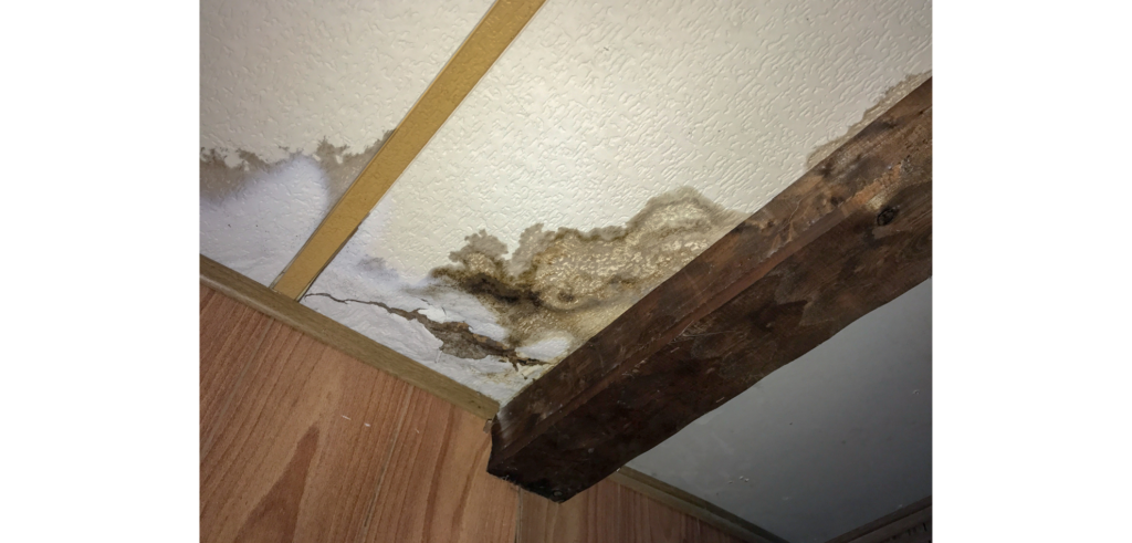 Seasonal tips for Mold in ceiling in Orange County