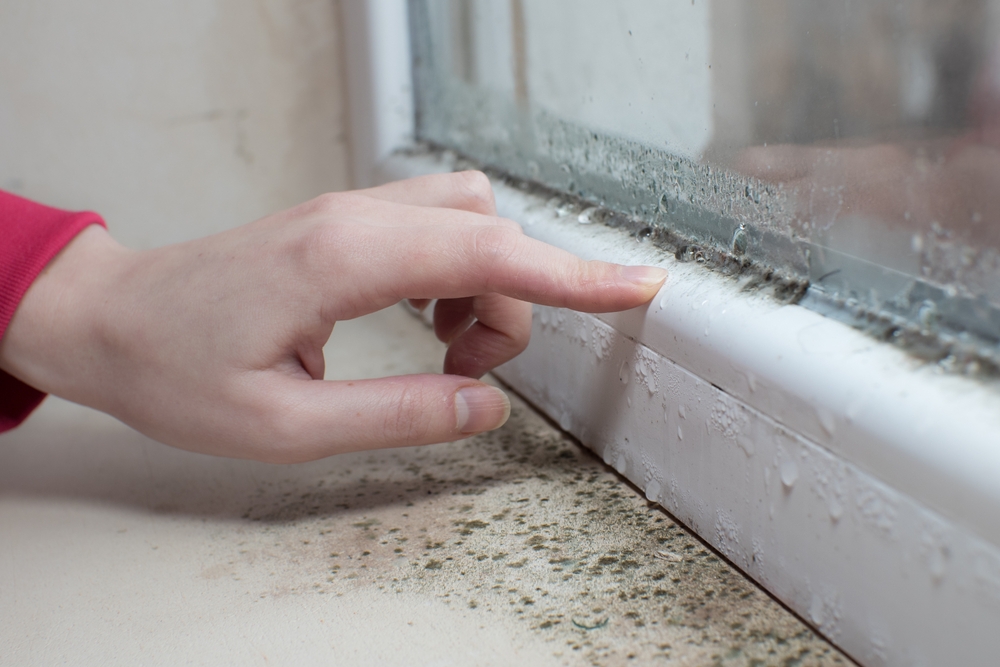 Different types of mold - black mold on a window.