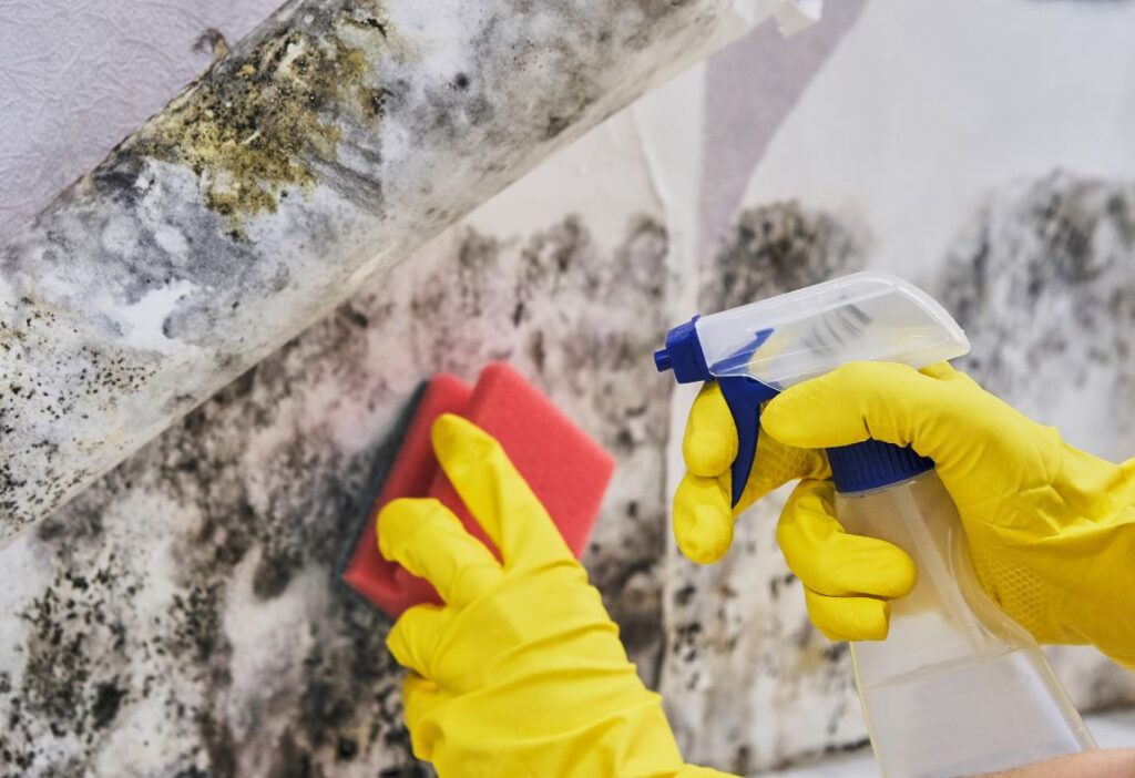 professional mold removal in orange county