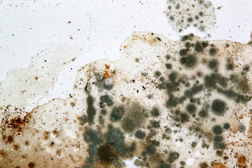 What does black mold look like?