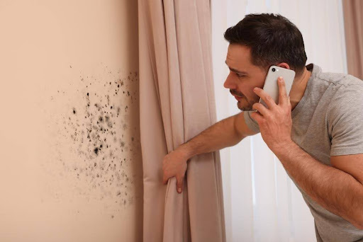 Is black mold dangerous?
