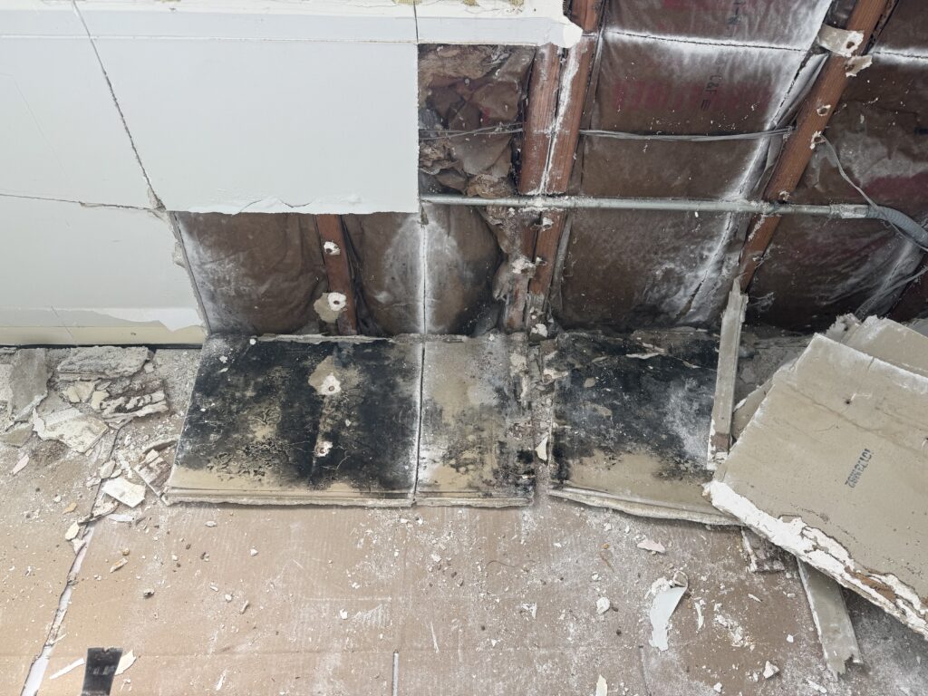 visible black mold on drywall