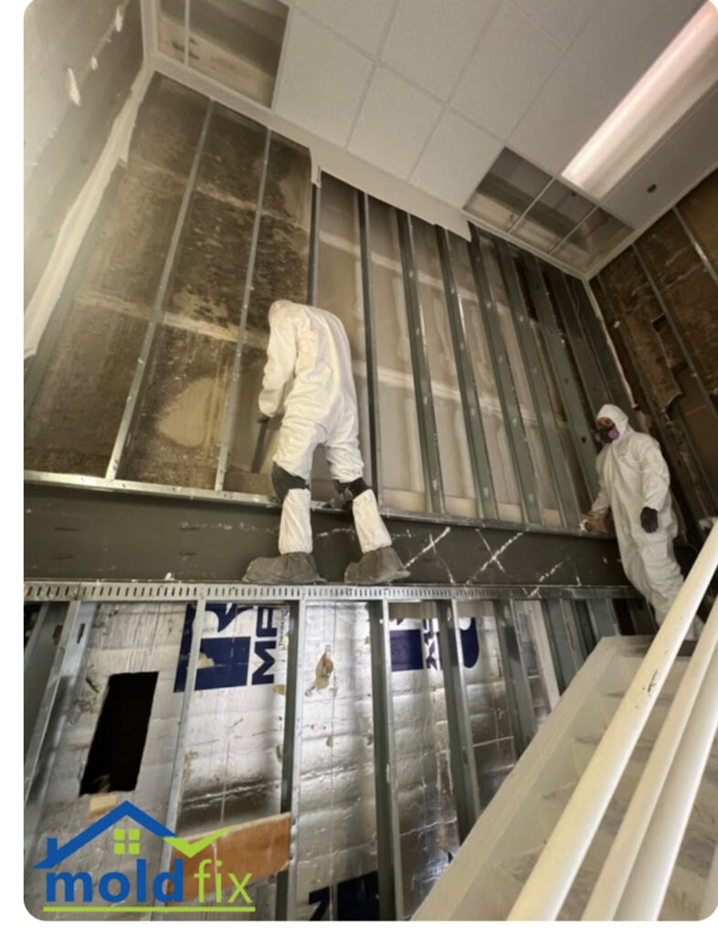 Mold in Commercial Buildings,what you must know 1 Mold in Commercial Buildings,what you must know 1