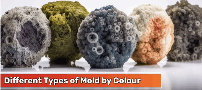 How to Identify Mold Type By Color-9 Mold Colors - Mold Fix