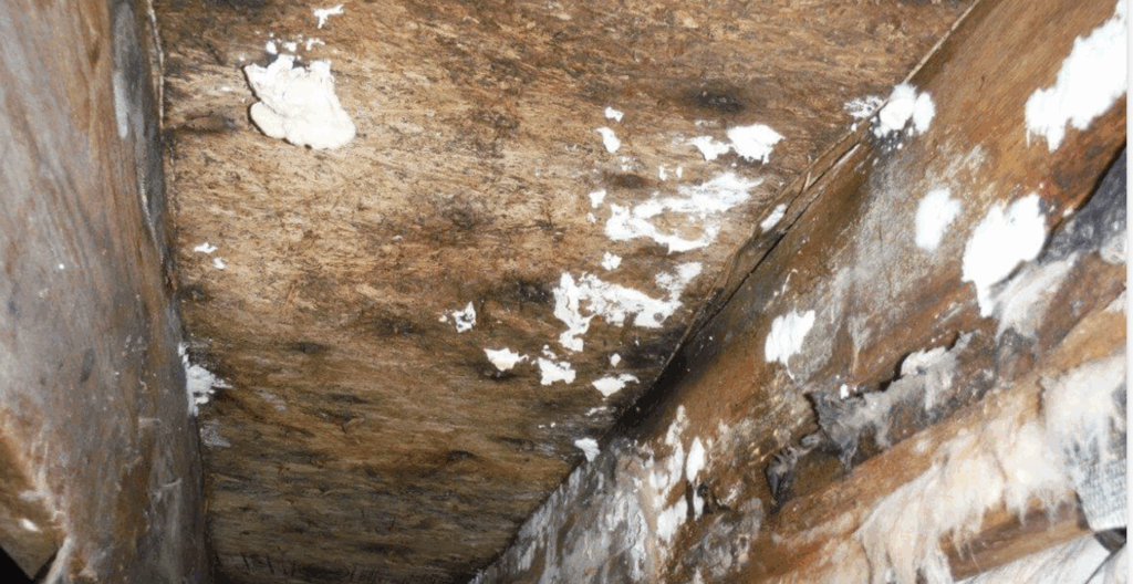How to Identify Mold Type By Color-9 Mold Colors 6