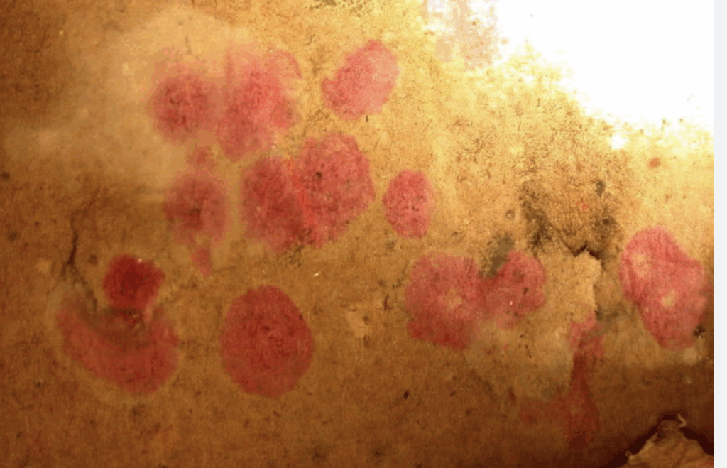 How to Identify Mold Type By Color-9 Mold Colors 10