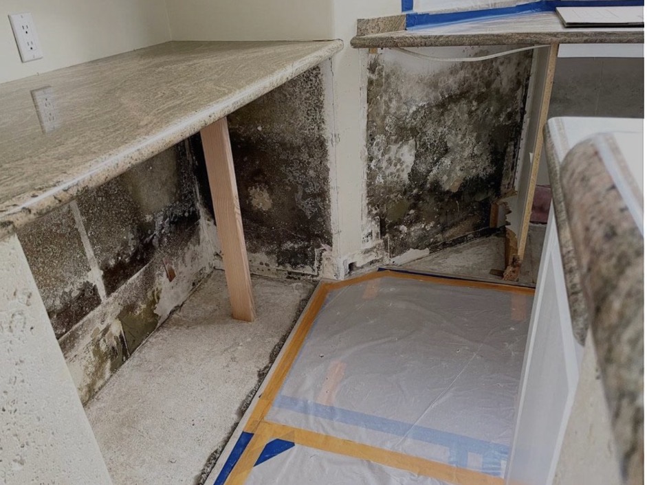 Hidden mold growth discovered behind kitchen cabinets during mold remediation