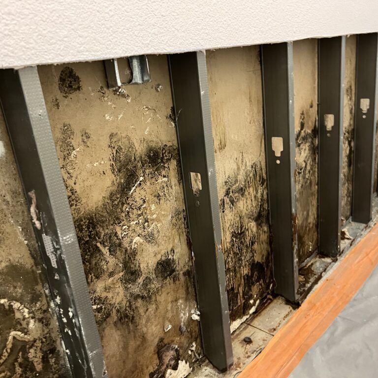 Severe mold infestation on interior wall studs